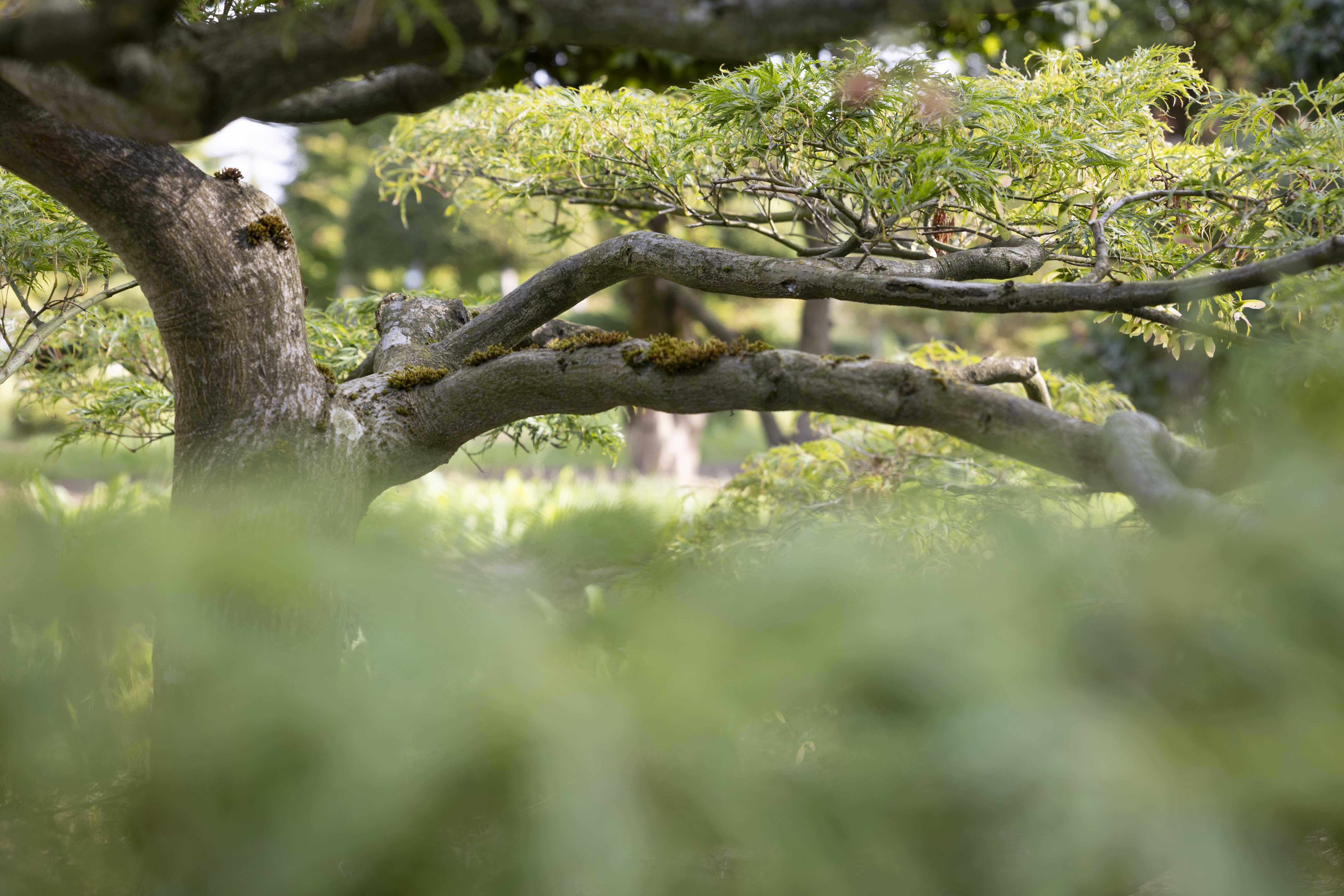Acer palmatum 'Dissectum' Bonsai 